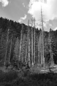 Low angle view of trees in forest against sky