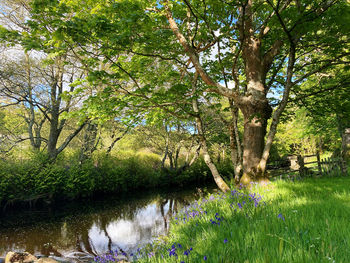 Scenic view of lake by trees in forest