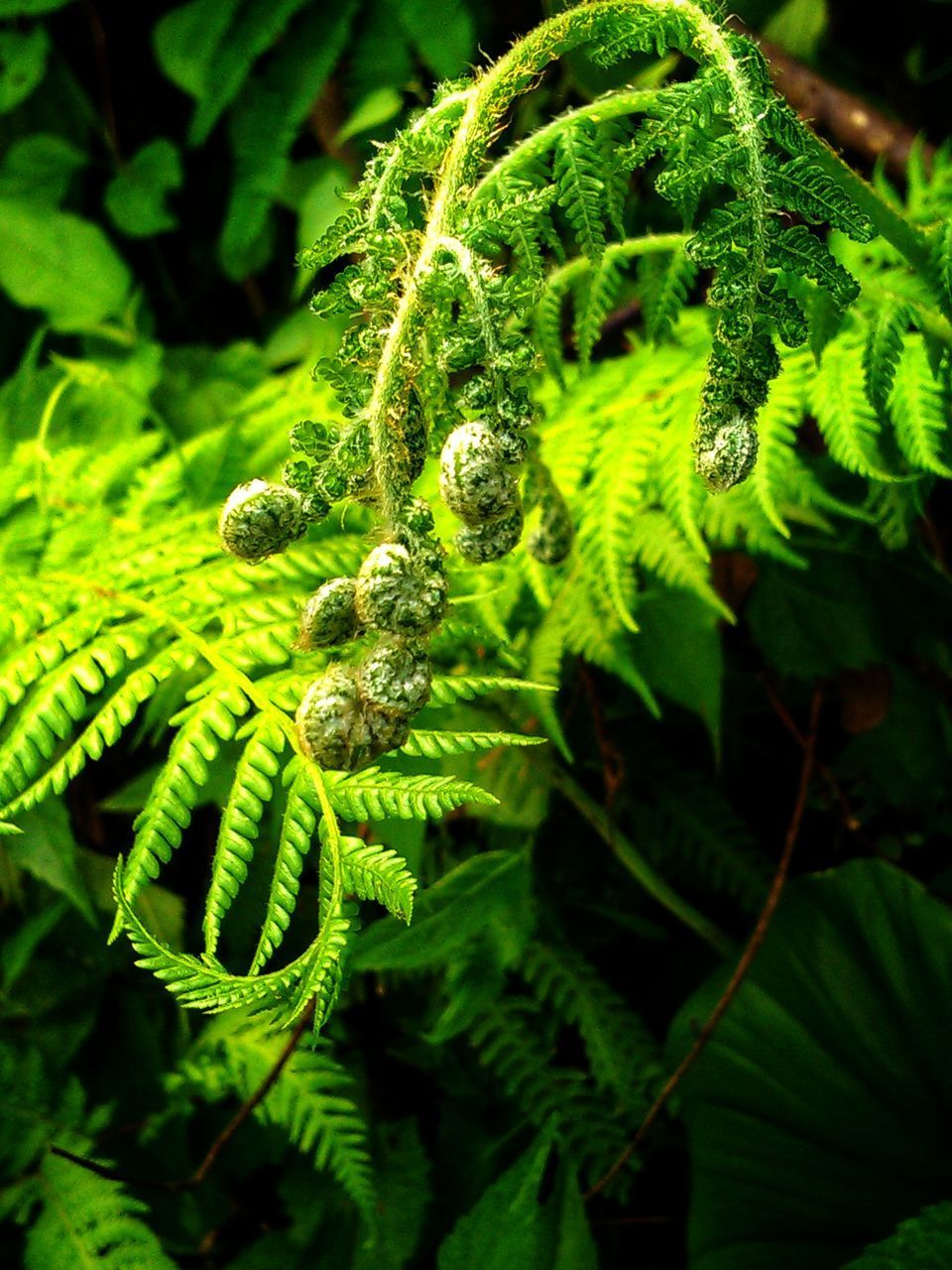 CLOSE-UP OF FERN AND LEAVES