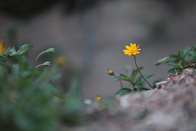 Close-up of yellow flowering plant