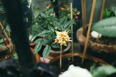 Close-up of yellow flowers growing on plant