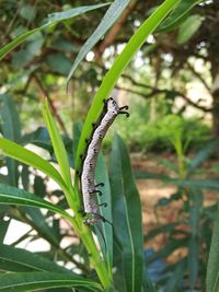 Close-up of insect on plant