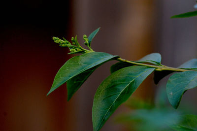 Close-up of green leaves
