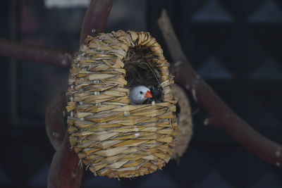 Close-up of young holding bird