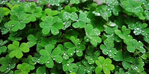 High angle view of raindrops on leaves