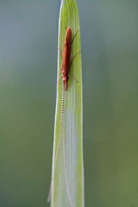 Close-up of damselfly on leaf