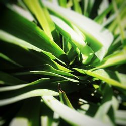 Close-up of fresh green plant