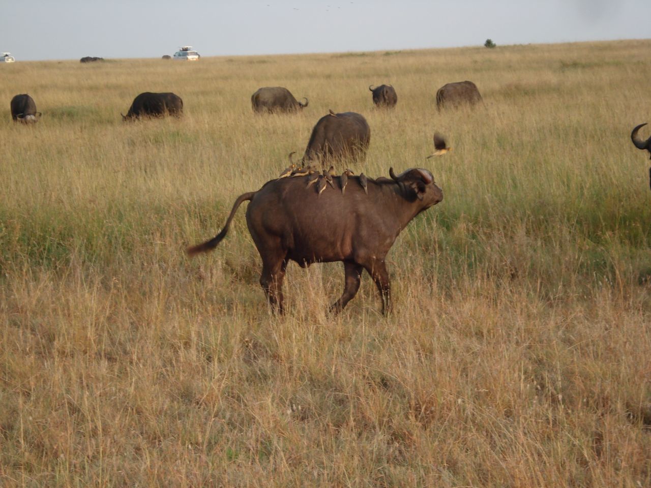 Ox pecker