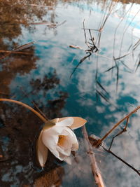 Close-up of dried plant on snow