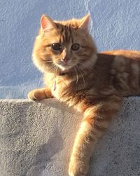 Portrait of cat sitting outdoors