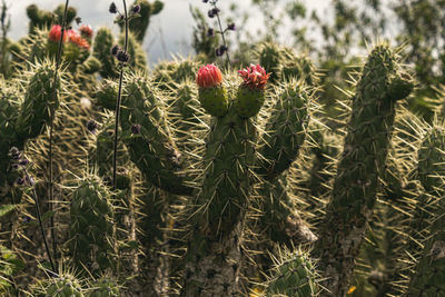 Close-up of cactus plant growing on field