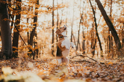 Dog running in forest during autumn