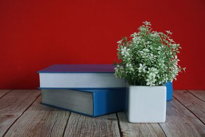 Potted plant on table