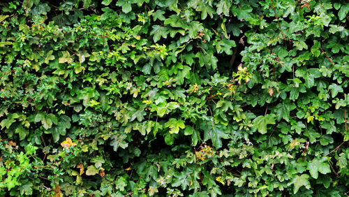 Full frame shot of ivy growing on field