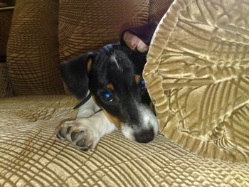 Dog lying on sofa