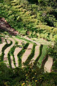 High angle view of trees on landscape