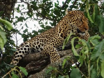 Giraffe in tree