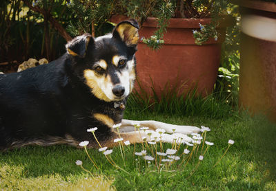 View of a dog on field