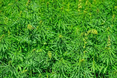 Close up of cannabis plants