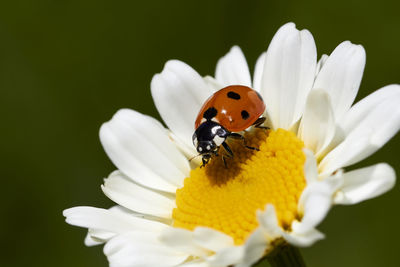 Close-up of ladybug on flower