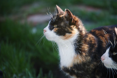 Close-up of a cat looking away
