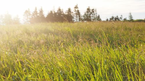 Scenic view of grassy field against sky