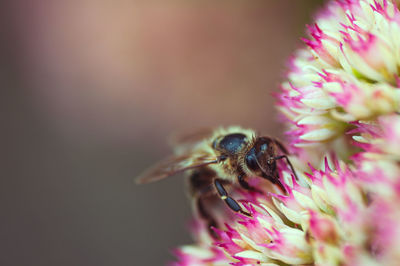 Close-up of bee pollinating on pink flower