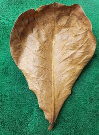 High angle view of dry leaves