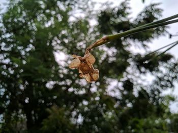 Low angle view of dry leaves on branch