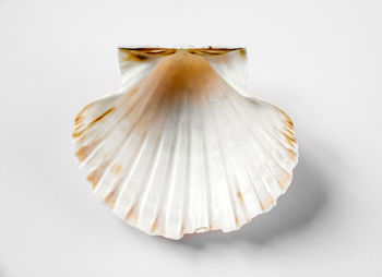 Close-up of seashell on white background