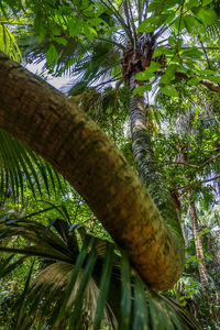 Low angle view of palm tree