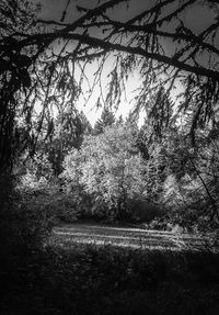 View of trees in forest