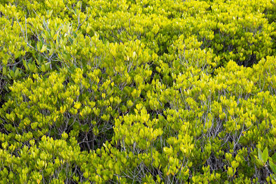 Full frame shot of yellow flowering plants on field