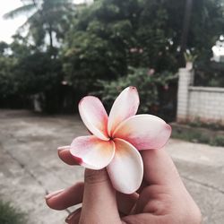 Close-up of hand holding pink flower