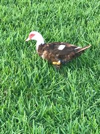 Bird on grass