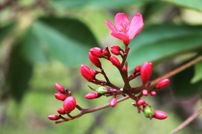 Close-up of pink flowering plant