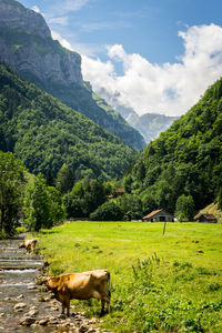 Cow standing on field by river against mountains