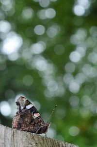 Close-up of butterfly on leaf