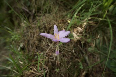 High angle view of purple crocus flowers on field