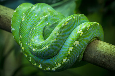 Close-up of green snake