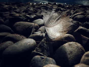 Close-up of shells on beach