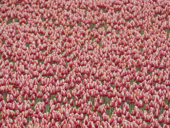 Full frame shot of red flowers