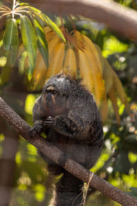 Close-up of monkey on tree branch