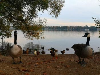 Flock of birds on lakeshore