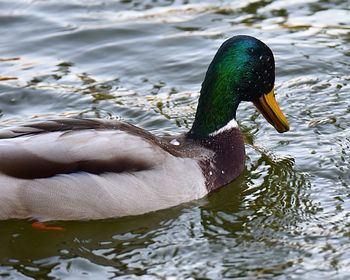 Close-up of a duck in lake