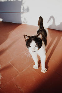 Portrait of cat on floor at home