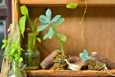 Close-up of potted plant on table