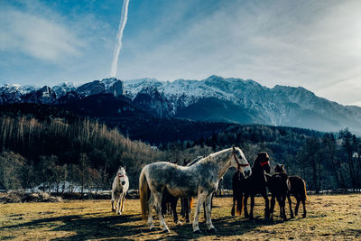 Horses in a field