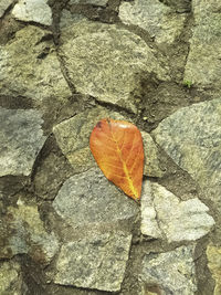 Close-up of autumn leaves on rock