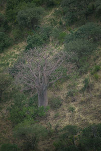 Trees on field in forest